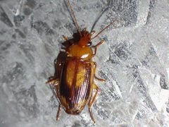 Amblytelus