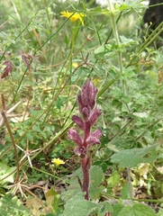 Orobanche pubescens