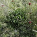 Eriogonum ciliatum - Photo (c) Zona Sujeta a Conservación Ecológica Sierra de Zapalinamé, alguns direitos reservados (CC BY-NC), uploaded by Zona Sujeta a Conservación Ecológica Sierra de Zapalinamé