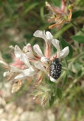 Oxythyrea cinctella