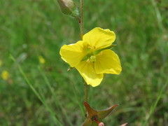 Ludwigia hirtella