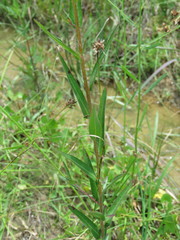Ludwigia hirtella