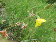 Ludwigia hirtella