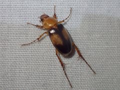 Phyllotocus bimaculatus