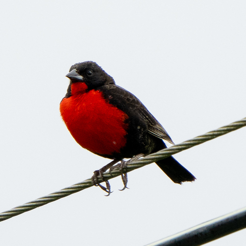 Red-breasted Meadowlark (Leistes militaris), photo 4