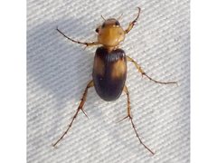 Phyllotocus bimaculatus