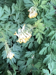 Corydalis nobilis