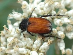 Phyllotocus erythropterus