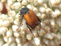 Phyllotocus erythropterus