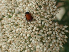 Phyllotocus erythropterus