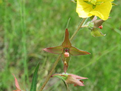 Ludwigia hirtella