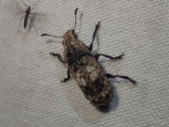Taburnus breviceps