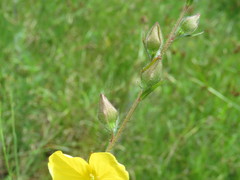 Ludwigia hirtella