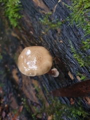 Armillaria novae-zelandiae