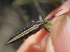 Rhinotia lineata