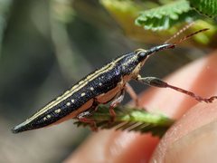 Rhinotia lineata