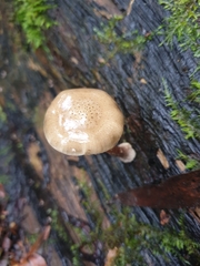 Armillaria novae-zelandiae