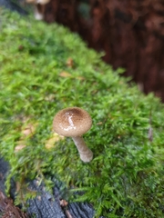 Armillaria novae-zelandiae