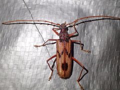 Phoracantha acanthocera