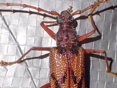 Phoracantha acanthocera