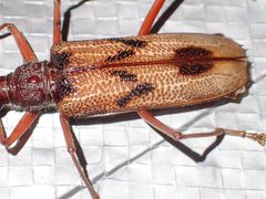 Phoracantha acanthocera