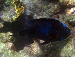 Scarus coelestinus