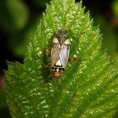Rhabdomiris striatellus