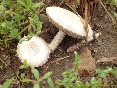 Agrocybe molesta