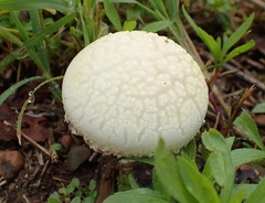 Agrocybe molesta