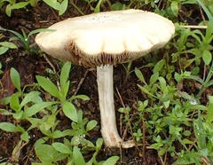 Agrocybe molesta