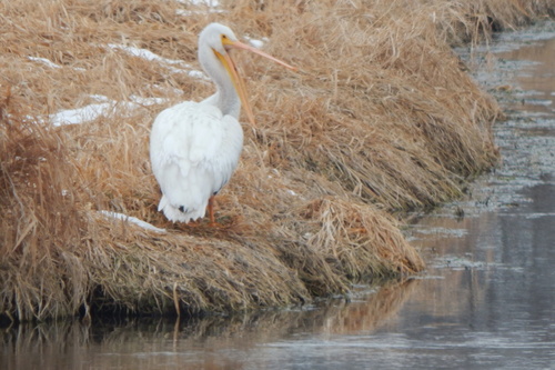 American White Pelican photographed in Minnesota