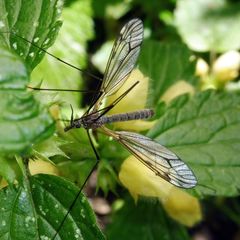 Tipula varipennis