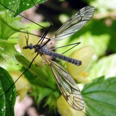 Tipula varipennis