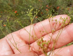Spermolepis inermis