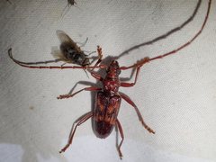 Phoracantha rugithoracica