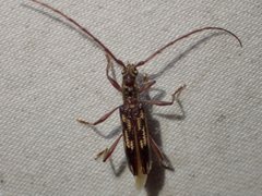 Coptocercus rubripes