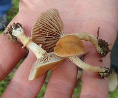 Agrocybe vervacti