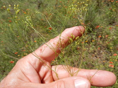 Spermolepis inermis