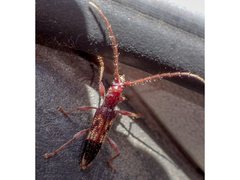 Coptocercus aberrans