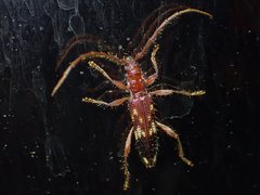 Coptocercus aberrans