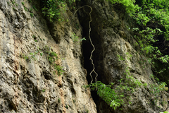 Crateva adansonii formosensis