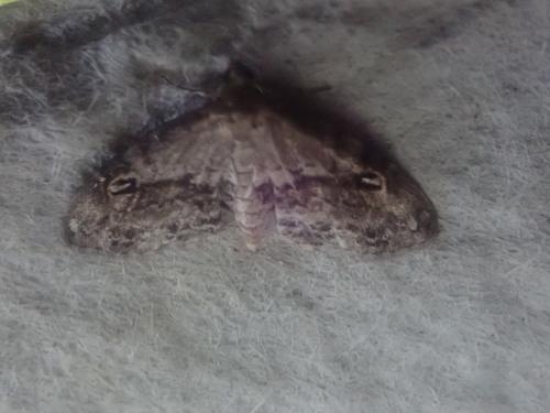 Gold-lined Melanomma Moth photo 2