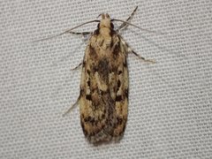 Barea exarcha
