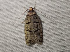 Scatochresis episema