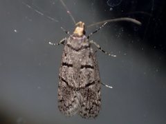 Scatochresis episema