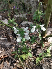 Stachys spinulosa