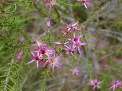 Calytrix exstipulata