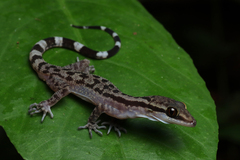 Four-Striped Forest Gecko photo 2