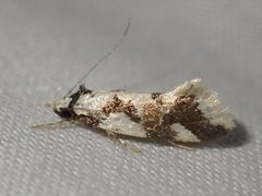 Machetis aphrobola