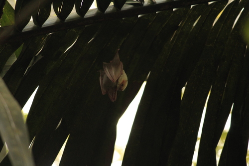 Northern Ghost Bat